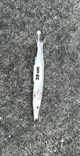カマスの釣果