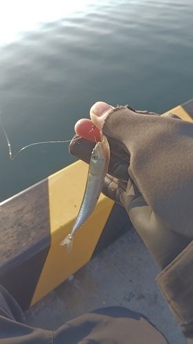 サバの釣果