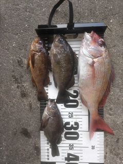マダイの釣果