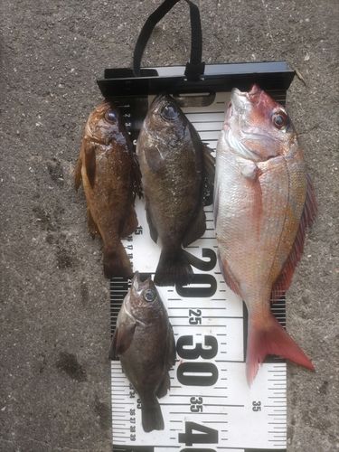 マダイの釣果