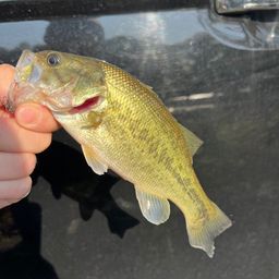 ラージマウスバス