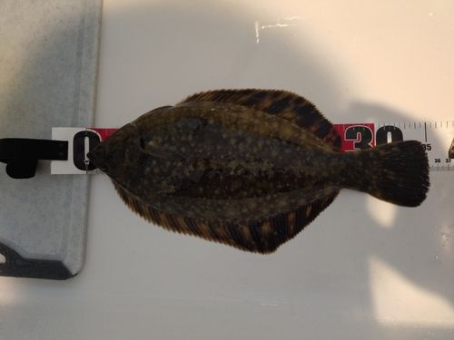 クロガシラガレイの釣果