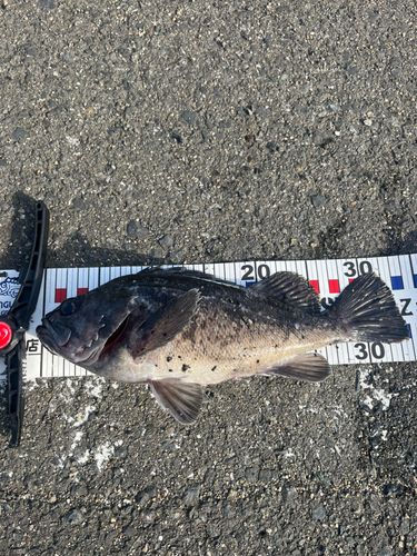 クロソイの釣果