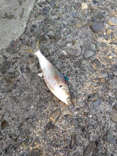 コノシロの釣果