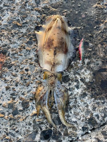 アオリイカの釣果