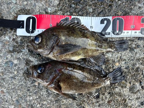 メバルの釣果