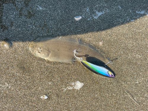 シタビラメの釣果