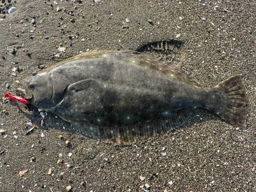 ヒラメの釣果