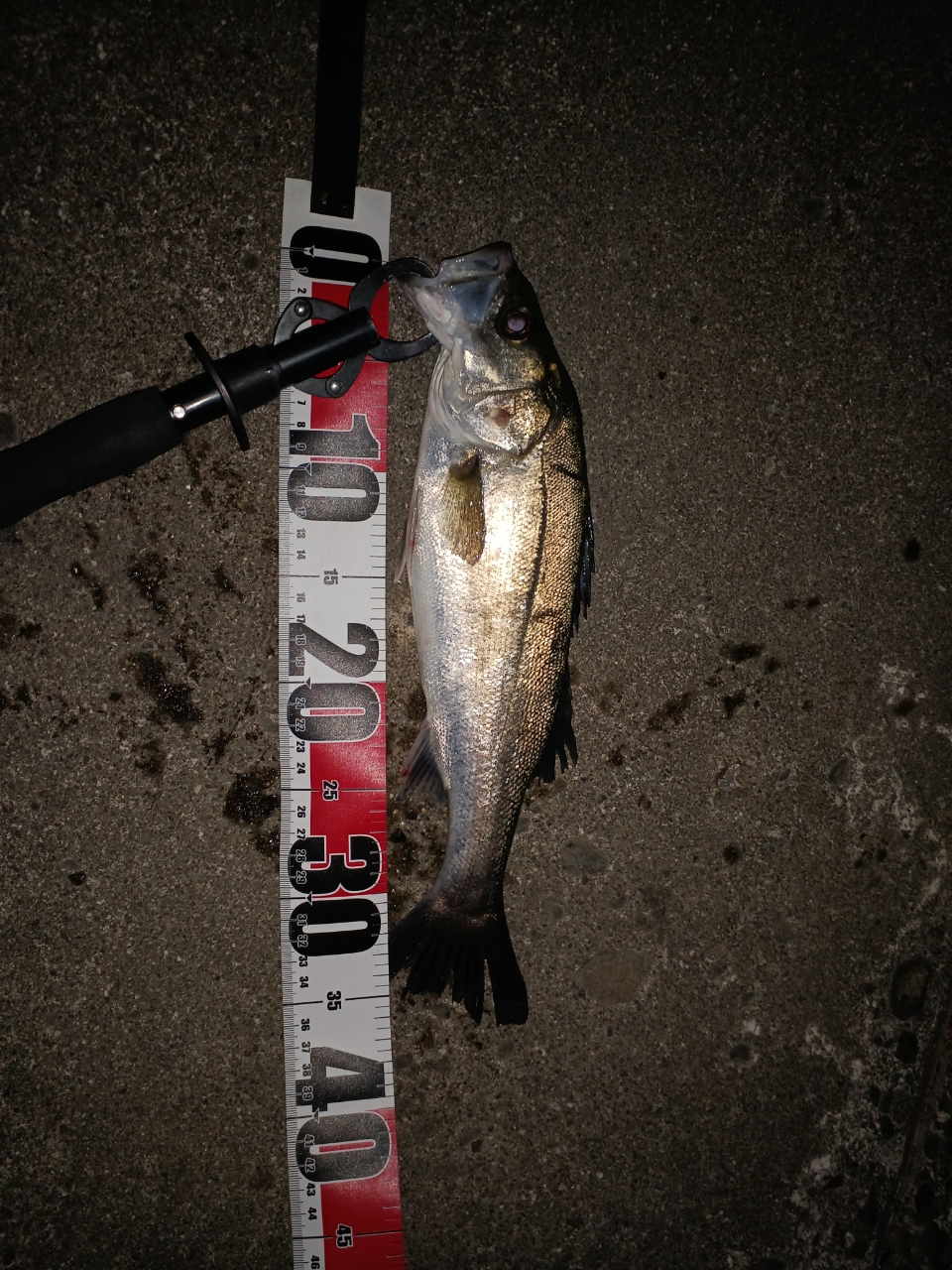 DAIWA 20ルビアス LT4000-CXHの最安値・インプレ・釣果 | 本音の DAIWA 20ルビアス LT4000-CXHの最安値・インプレ・釣果 | 本音の
