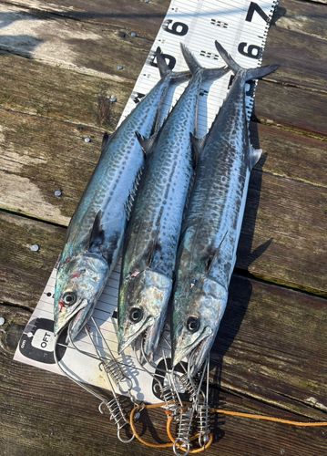 サゴシの釣果