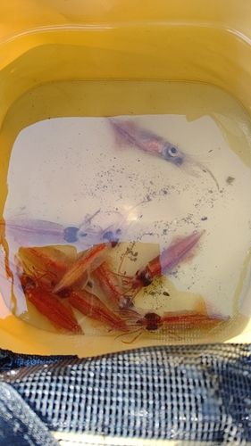 ホタルイカの釣果