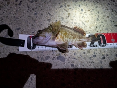 カサゴの釣果