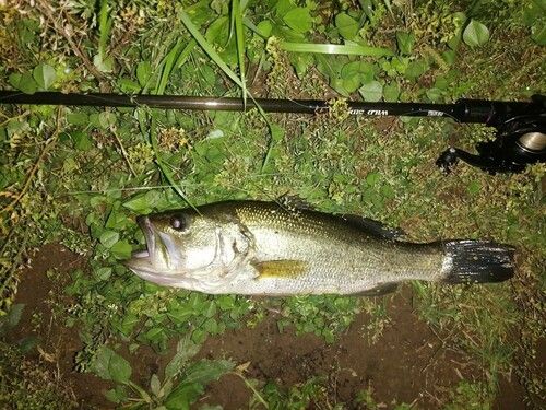 ブラックバスの釣果