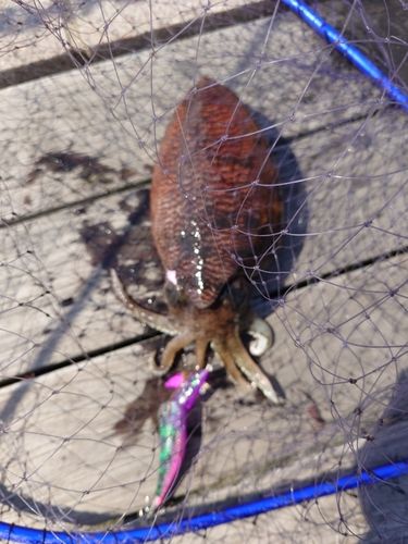 コウイカの釣果