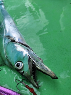 タチウオの釣果