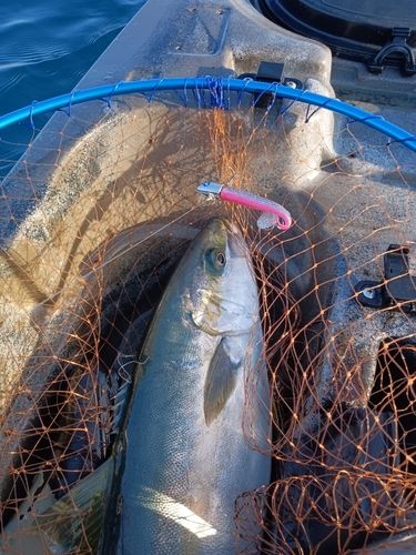 ヒラマサの釣果