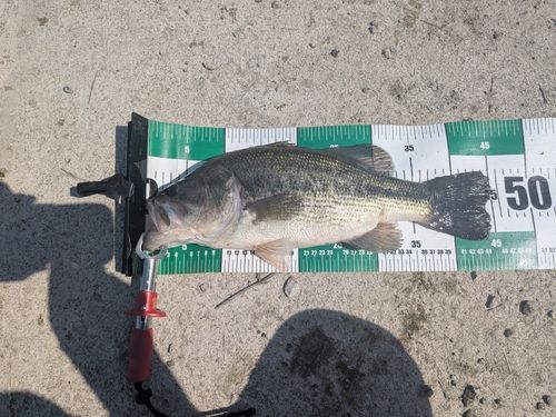 ラージマウスバス