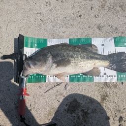 ラージマウスバス