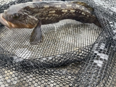 アイナメの釣果