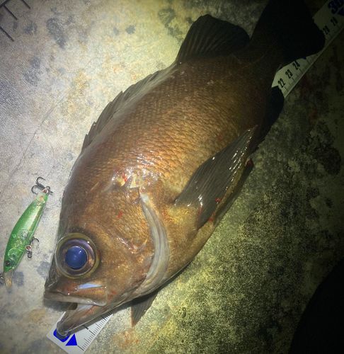 メバルの釣果