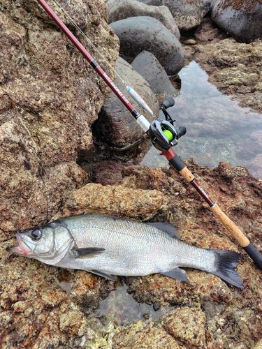 ヒラスズキの釣果
