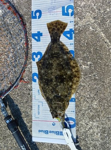 ヒラメの釣果