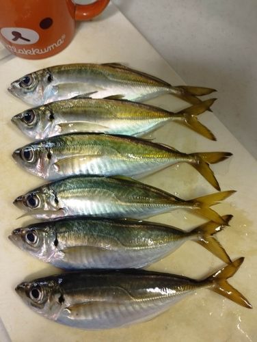 マアジの釣果