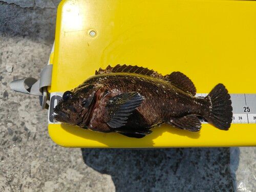 ムラソイの釣果