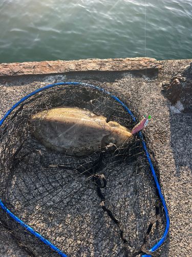 モンゴウイカの釣果