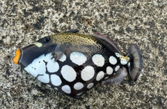 モンガラカワハギの釣果