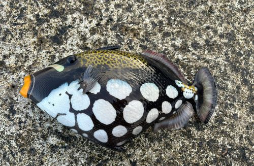 モンガラカワハギの釣果