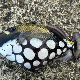 モンガラカワハギ