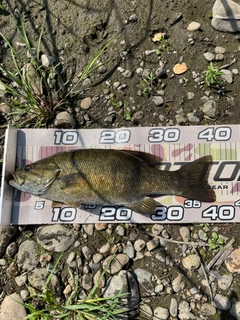 スモールマウスバスの釣果