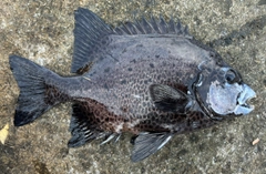 イシガキダイの釣果