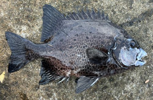 イシガキダイの釣果