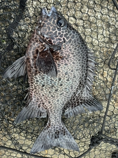 イシガキダイの釣果