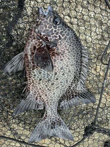イシガキダイの釣果