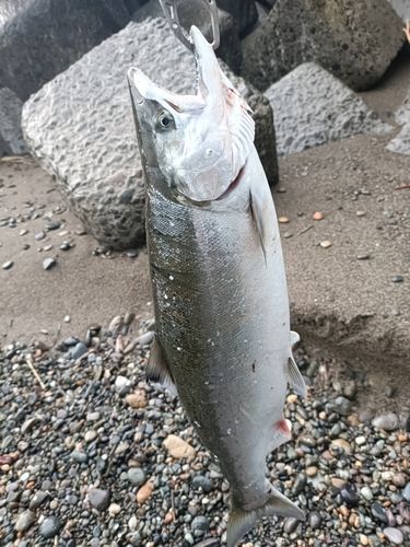 サクラマスの釣果