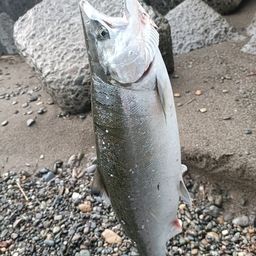 サクラマス