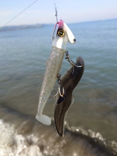 シタビラメの釣果