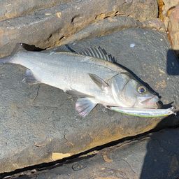 セイゴ（ヒラスズキ）