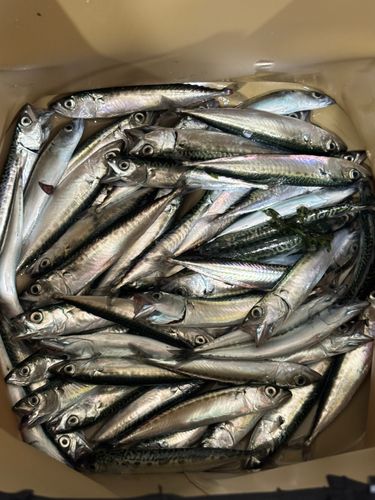 サバの釣果
