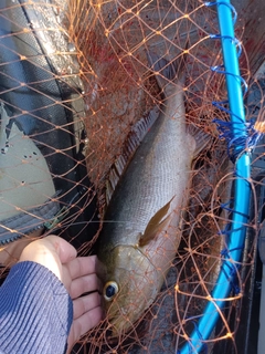 イサキの釣果