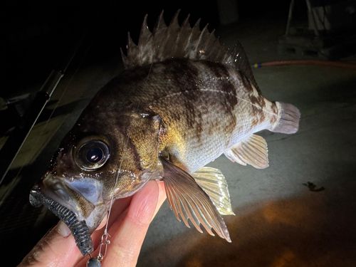 マタナゴの釣果