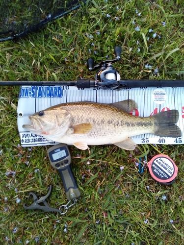 ブラックバスの釣果