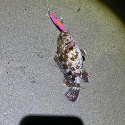 カサゴ