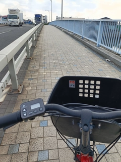 コノシロの釣果