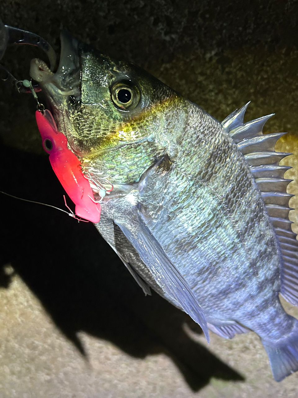 クロダイ