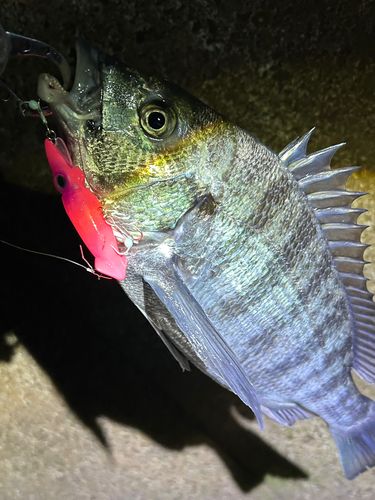 クロダイ