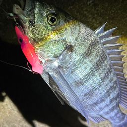 クロダイ